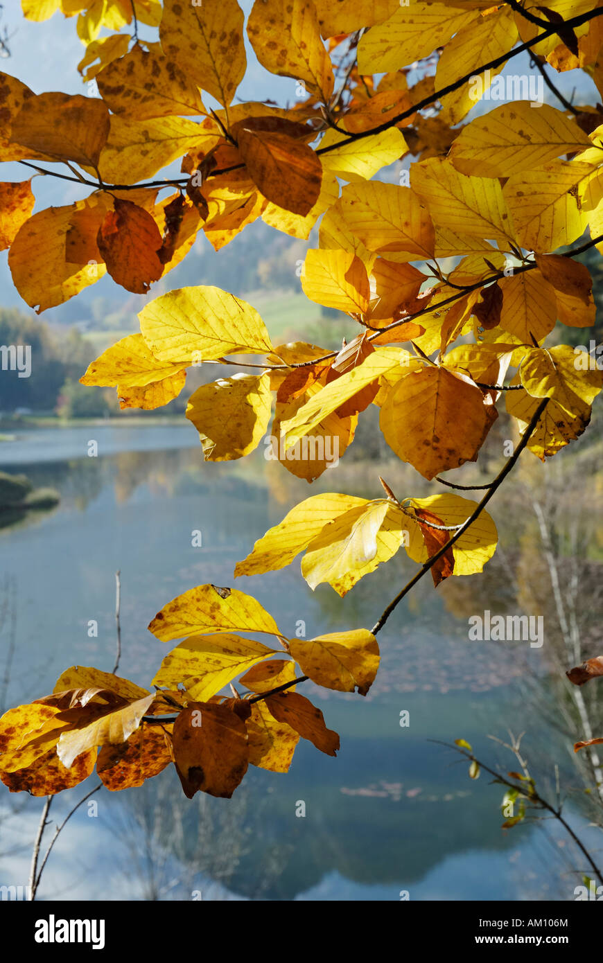 Reflétant le lac paysage montagneux vu à travers les feuilles colorées d'automne d'un hêtre, Fagus sylvatica fagaceae Banque D'Images