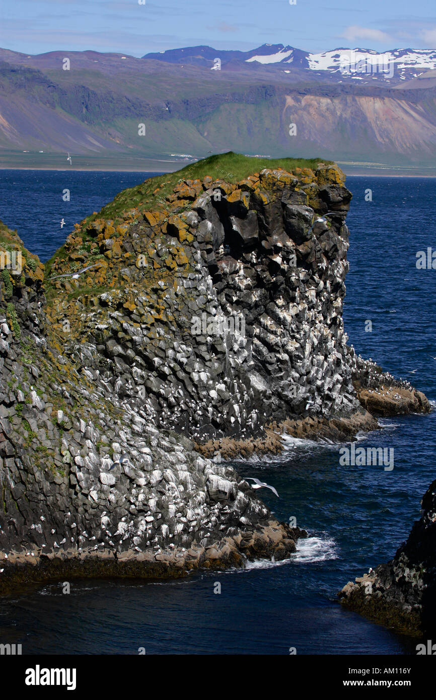 Les roches basaltiques avec des mouettes tridactyles (Larus tridactylus) - colonie de reproduction à la côte volcanique de l'Islande - péninsule de Snæfellsnes, J Banque D'Images