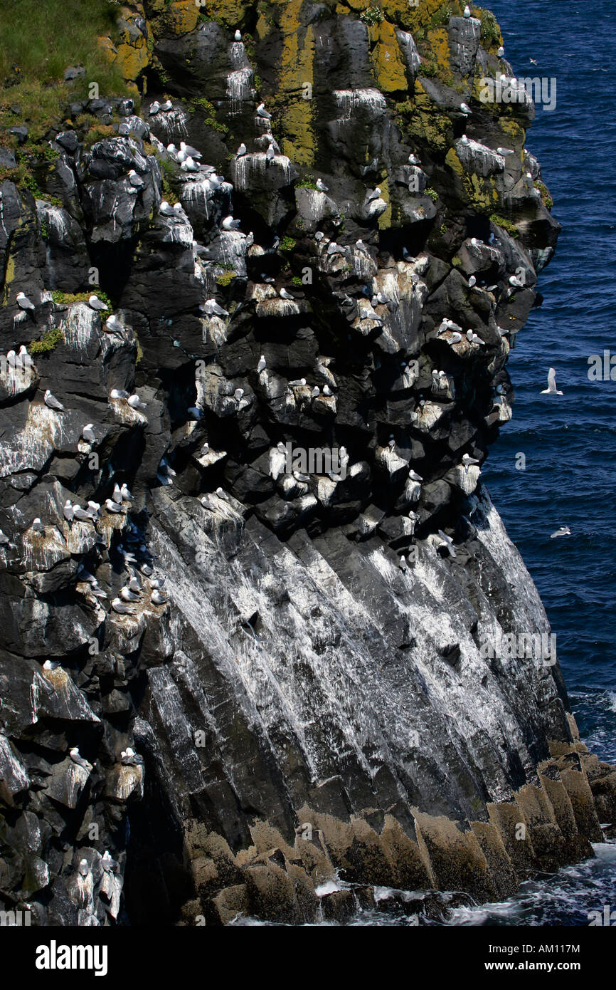 Les roches basaltiques avec des mouettes tridactyles (Larus tridactylus) - colonie de reproduction à la côte volcanique de l'Islande - péninsule de Snæfellsnes, J Banque D'Images