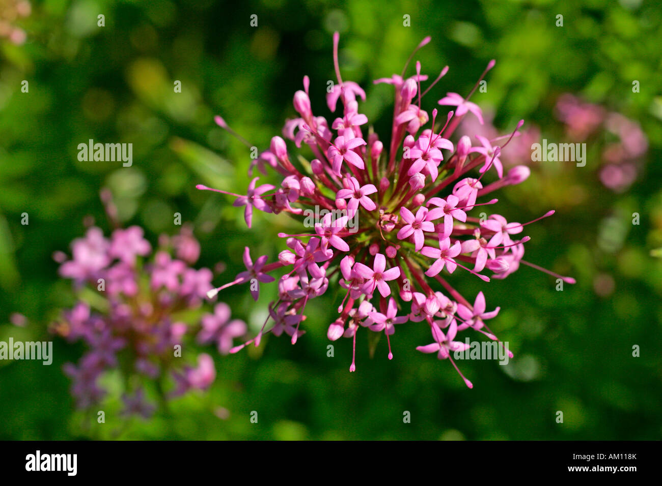 Caucase floraison (Phuopsis stylosa) crosswort Banque D'Images