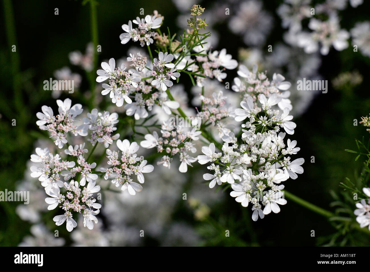 La floraison de la coriandre (Coriandrum sativum) Banque D'Images