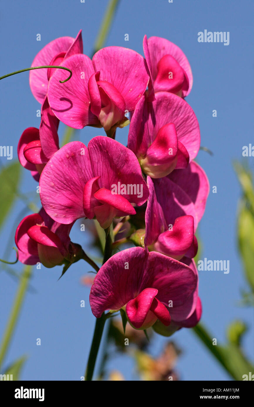 Éternelle floraison - pois pois vivace (Lathyrus latifolius) Banque D'Images