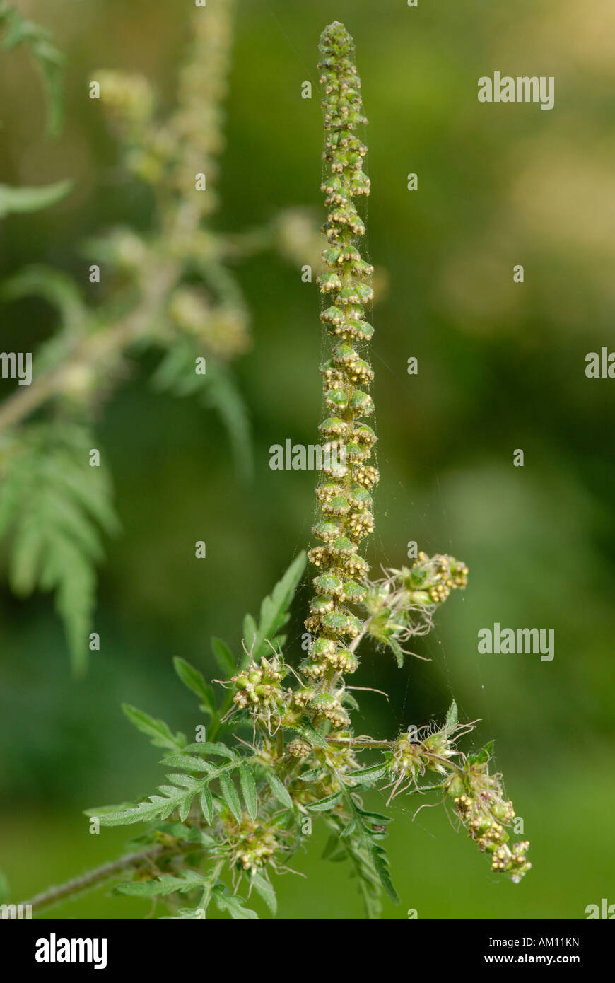 La petite herbe à poux, Ambrosia artemisiifolia Banque D'Images