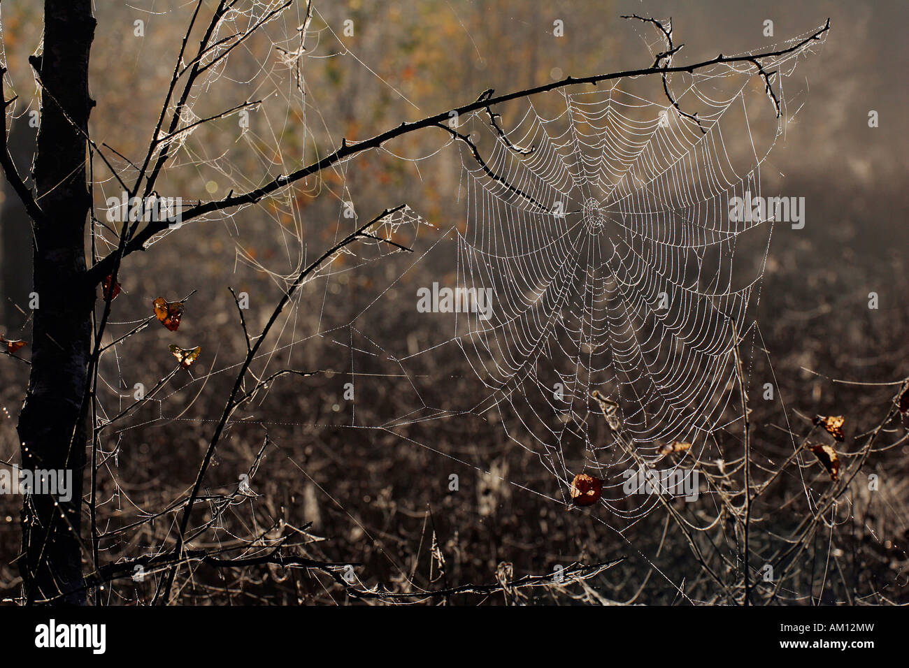 Dos avec dewdrops - cross orbweaver - cross - araignée araignée des jardins européens (Araneus diadematus) Banque D'Images