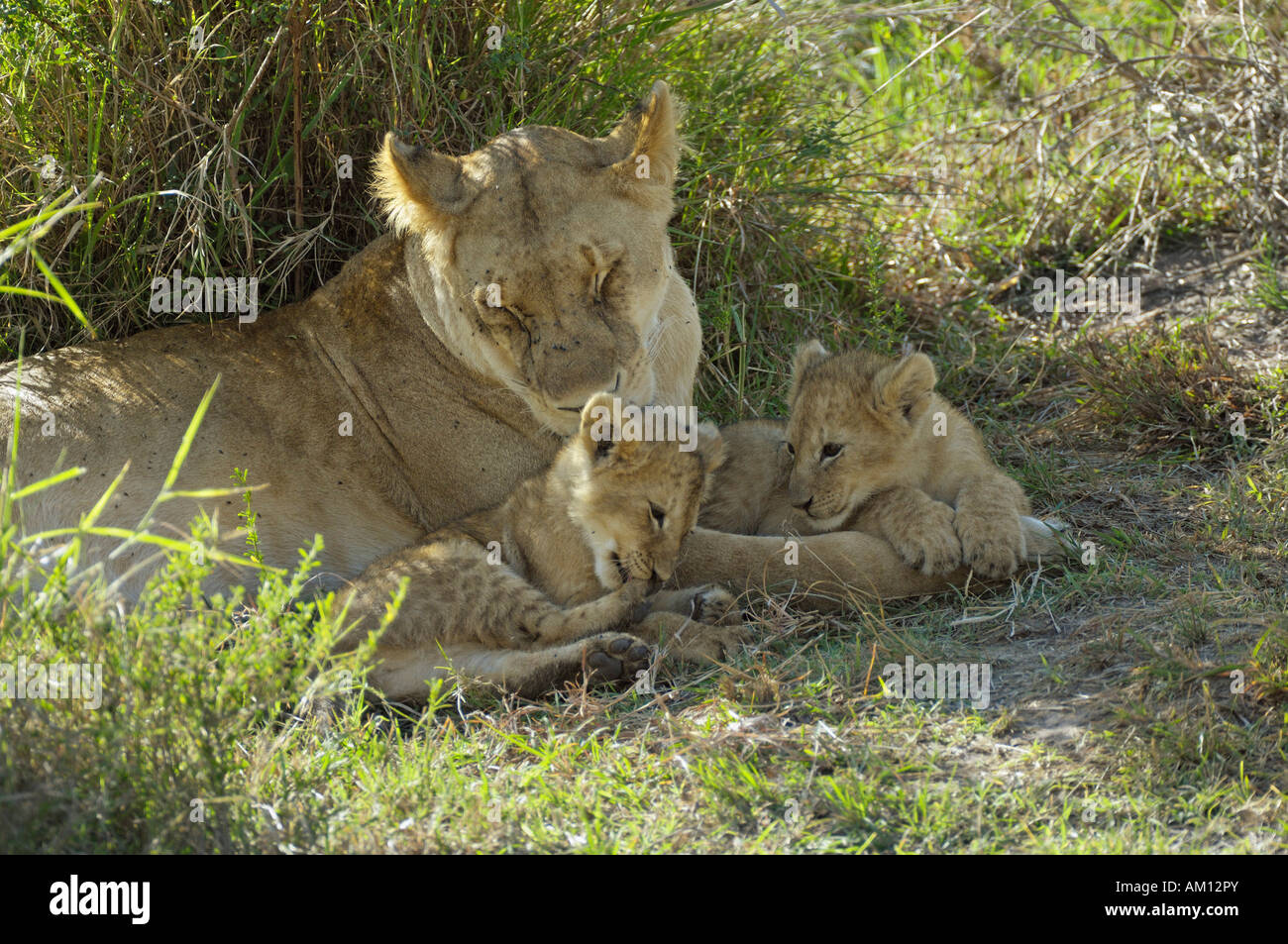 Lion (Panthera leo), mère d'oursons, Masai Mara, Kenya Banque D'Images