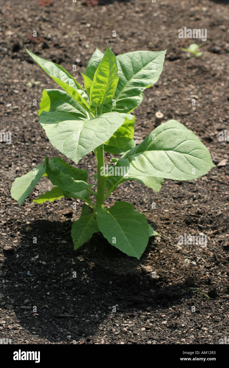Plante de tabac Banque D'Images Plante de tabac Banque D'Images
