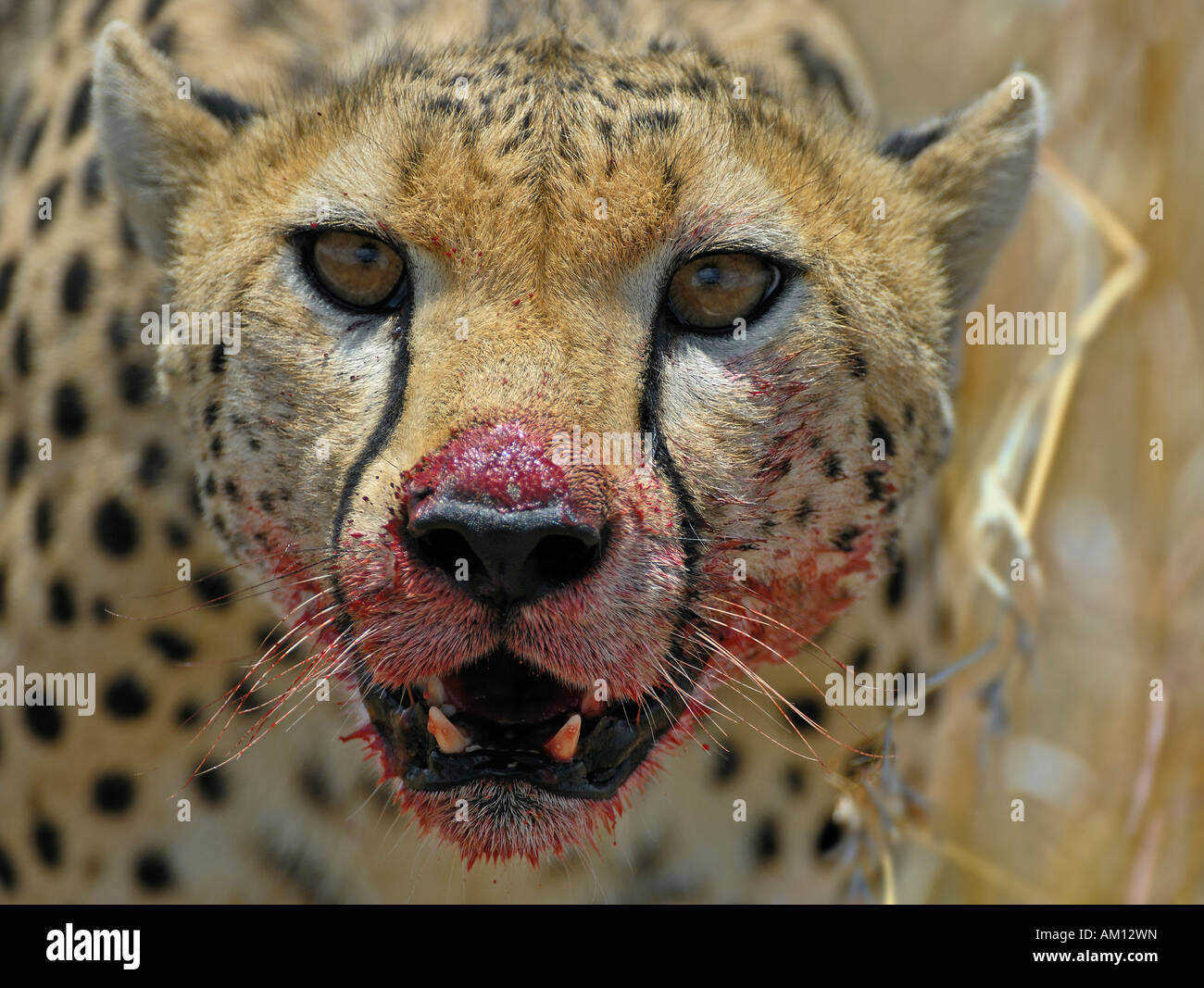 Le Guépard (Acinonyx jubatus) regarder lorsque vous mangez kill, portrait, Masai Mara, Kenya Banque D'Images