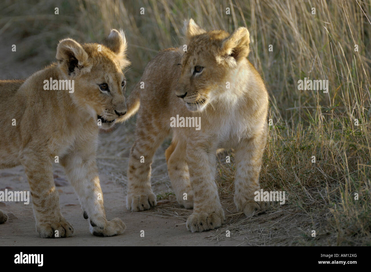 Lion (Panthera leo), deux oursons, Masai Mara, Kenya Banque D'Images