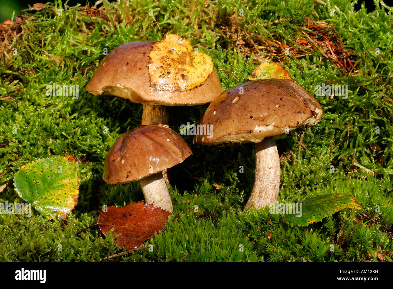 Boletus bouleau - champignons comestibles sur le guide des champignons (MOSS) Banque D'Images