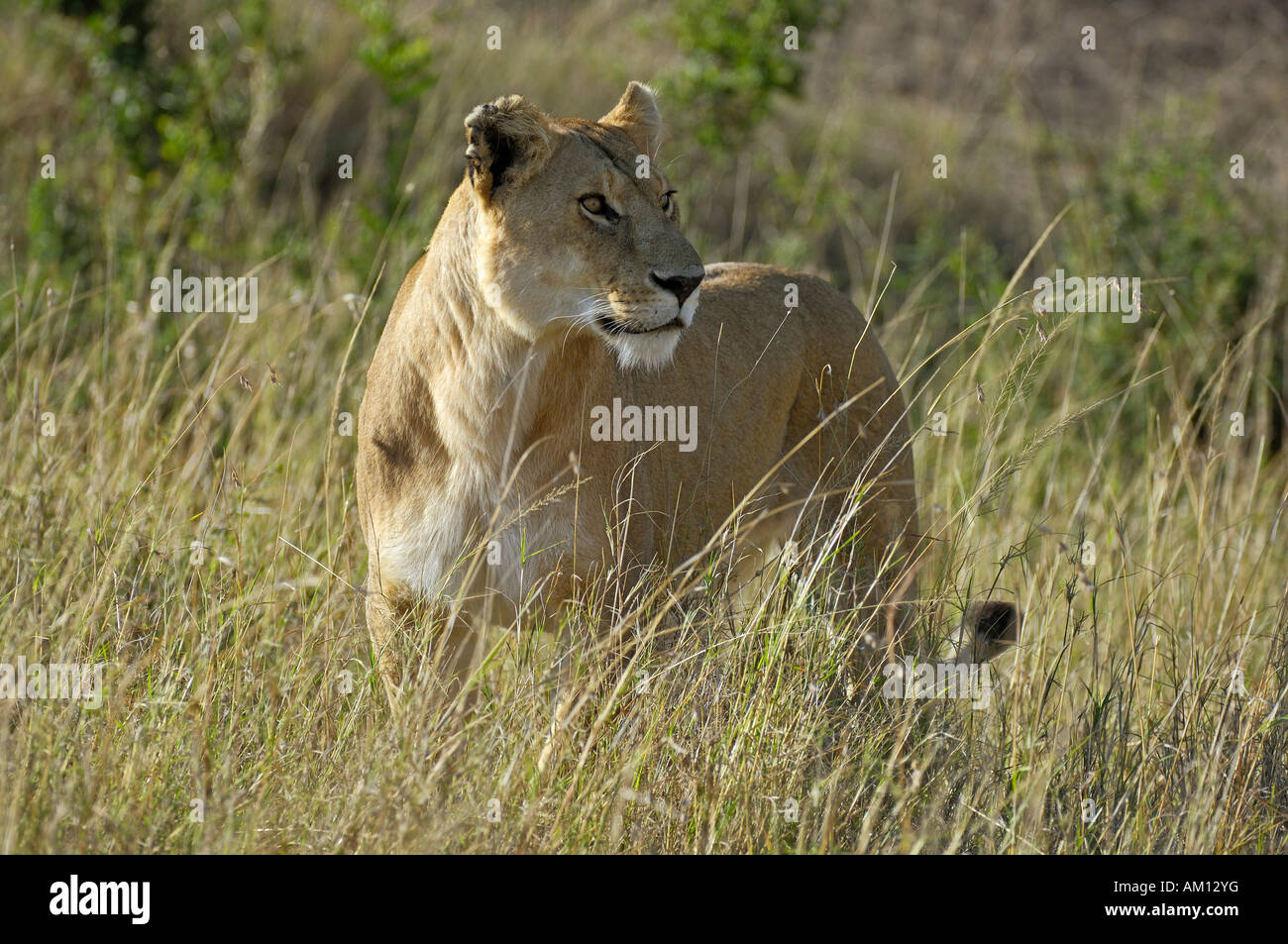 Lion (Panthera leo), lionne, nourriture, Masai Mara, Kenya Banque D'Images