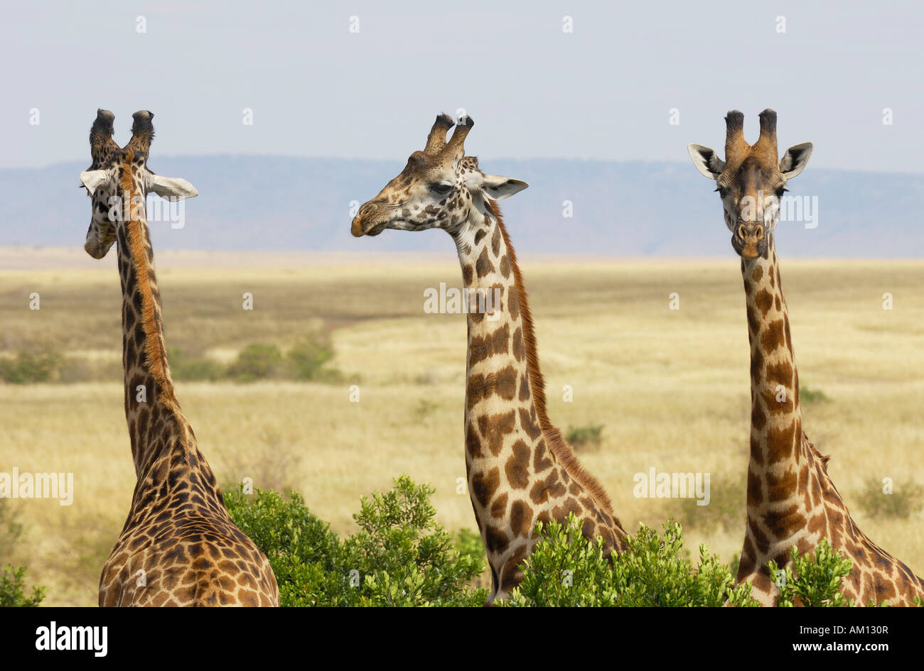 Masai Giraffe, Girafe (Giraffa camelopardalis), trois girafes, avant, côté et arrière, Masai Mara, Kenya Banque D'Images