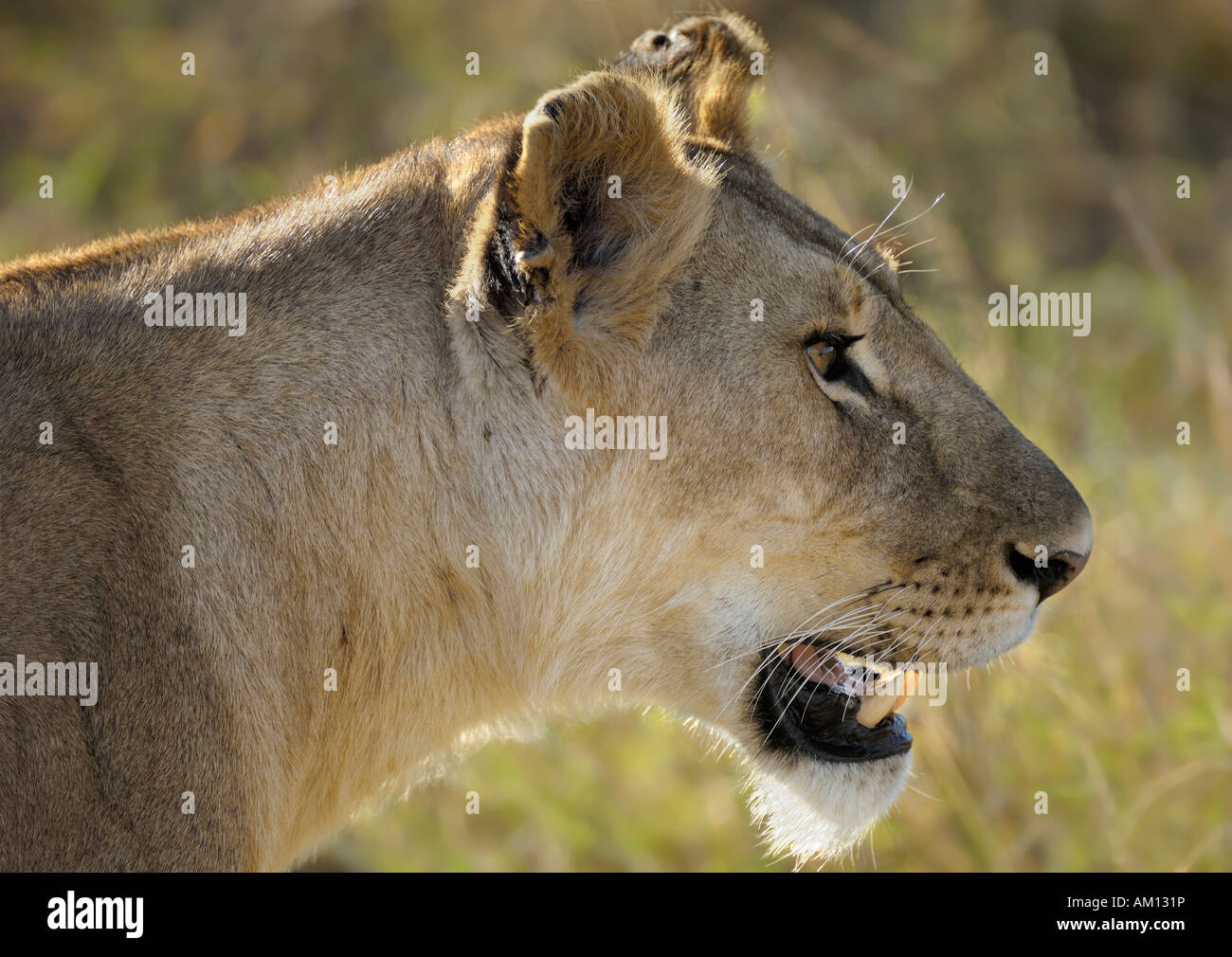 Lion (Panthera leo), lionne, portrait, Masai Mara, Kenya Banque D'Images