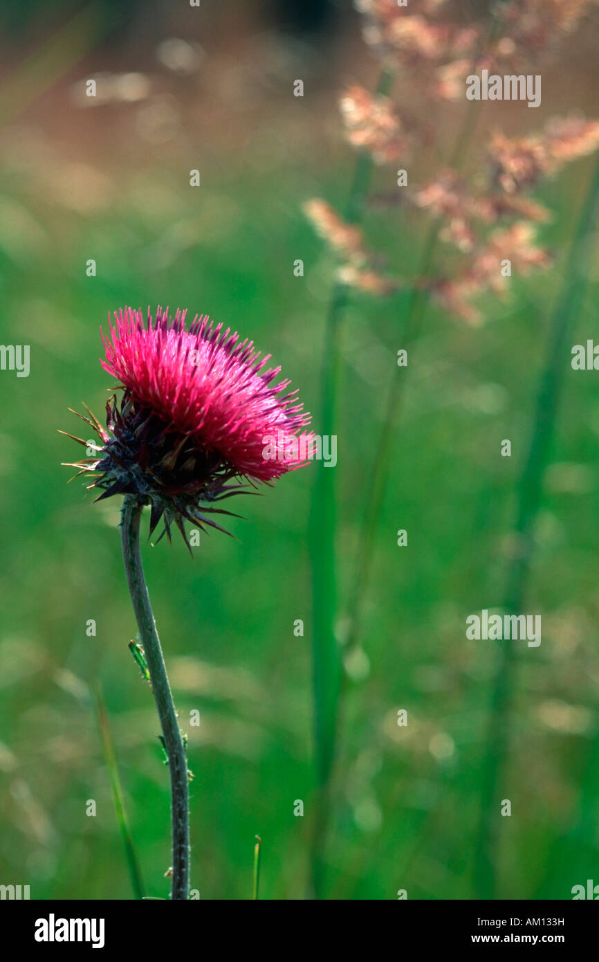 Musc chardon de floraison (Carduus nutans) Banque D'Images