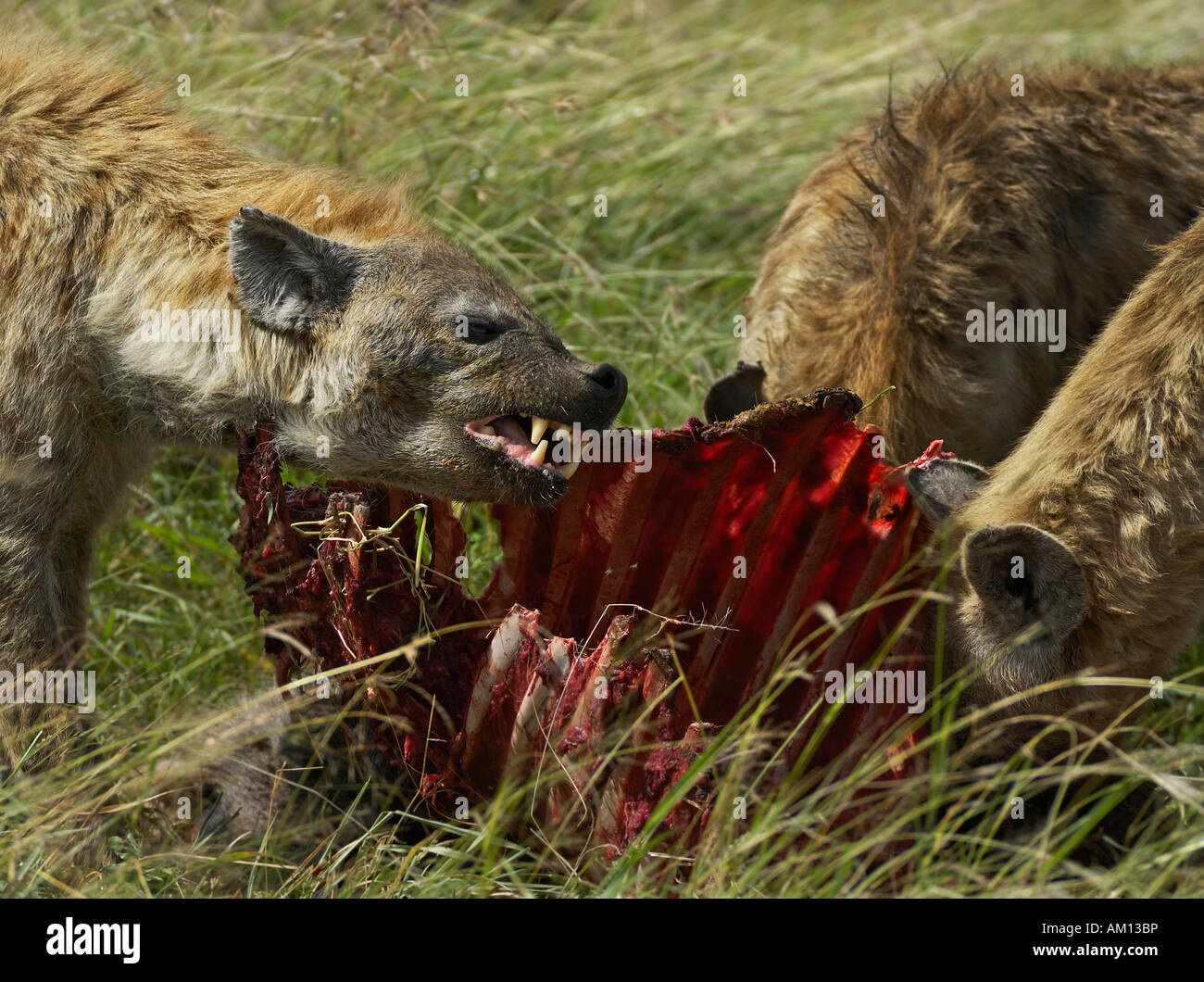 L'Hyène tachetée (Crocuta crocuta), des hyènes à tuer, Corridor ouest, Serengeti, Tanzanie Banque D'Images