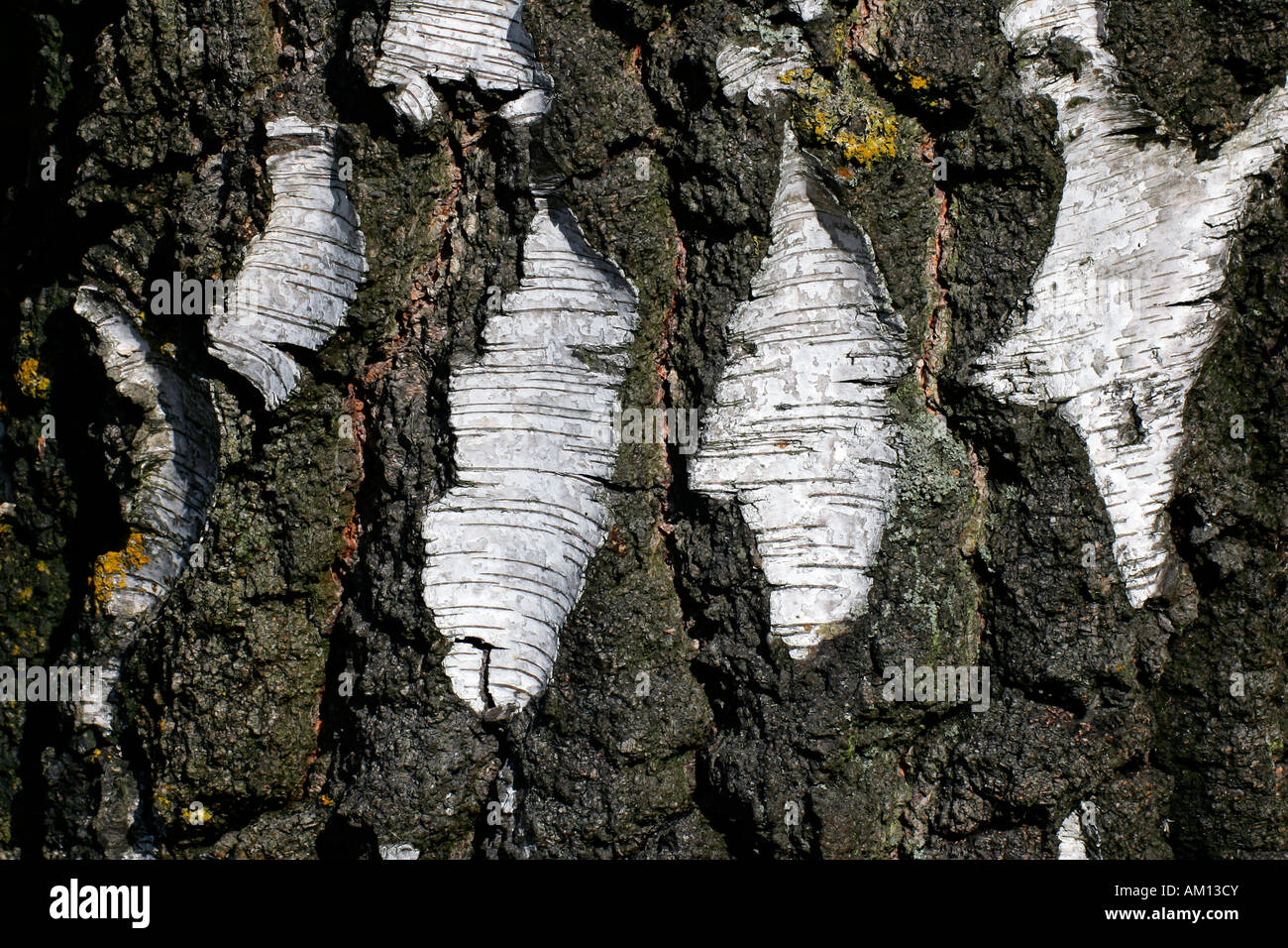 Bouleau blanc européen - bouleau verruqueux - écorce d'un vieux bouleau (Betula pendula) Banque D'Images