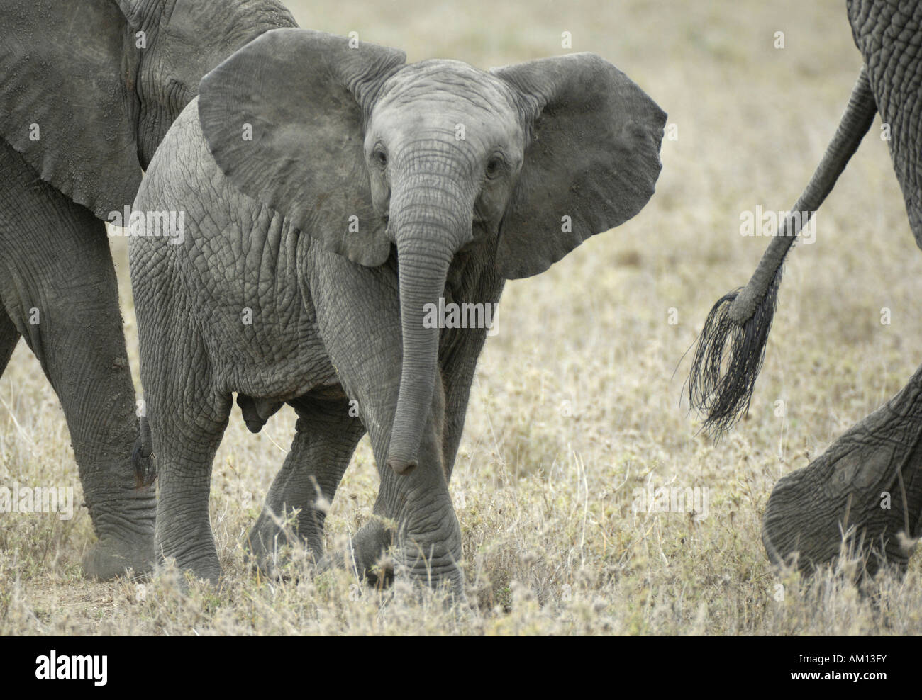 Bush africain Elephant (Loxodonta africana), balades bébé vache entre éléphants, Serengeti, Tanzanie Banque D'Images