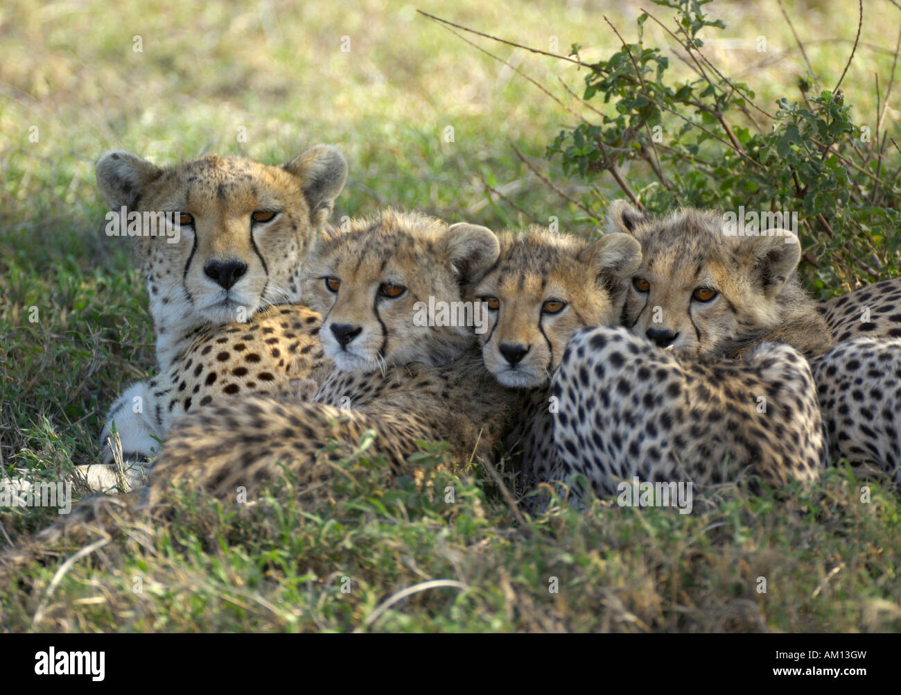 Le Guépard (Acinonyx jubatus), avec trois femmes se blottissant jusqu'louveteaux, Serengeti, Tanzanie Banque D'Images