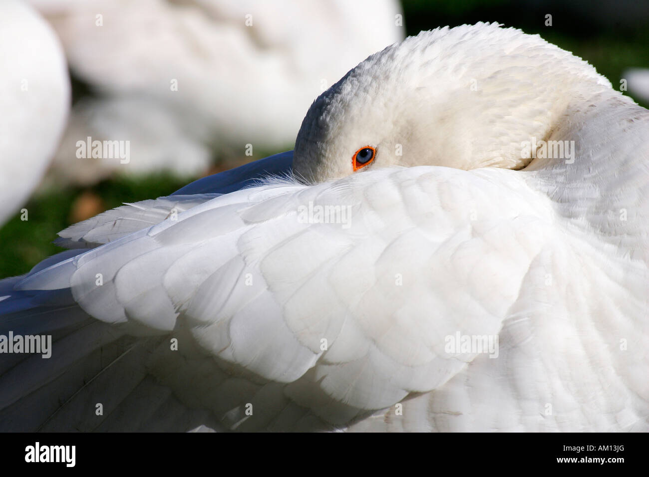 L'oie domestique blanc - intérieur oies (Anser anser formes domestica) Banque D'Images