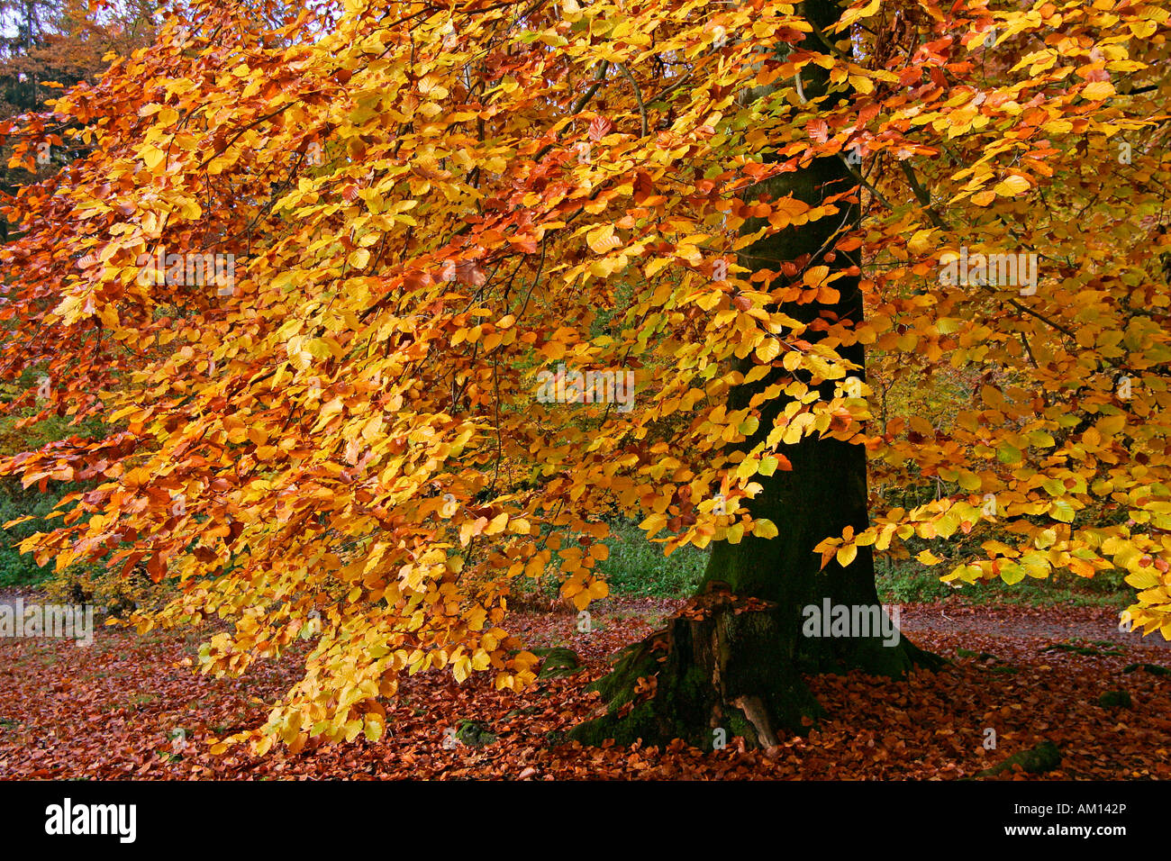 - Hêtre européen commun beechs - hêtraie - feuilles à l'automne couleurs - feuillage coloré (Fagus sylvatica) Banque D'Images