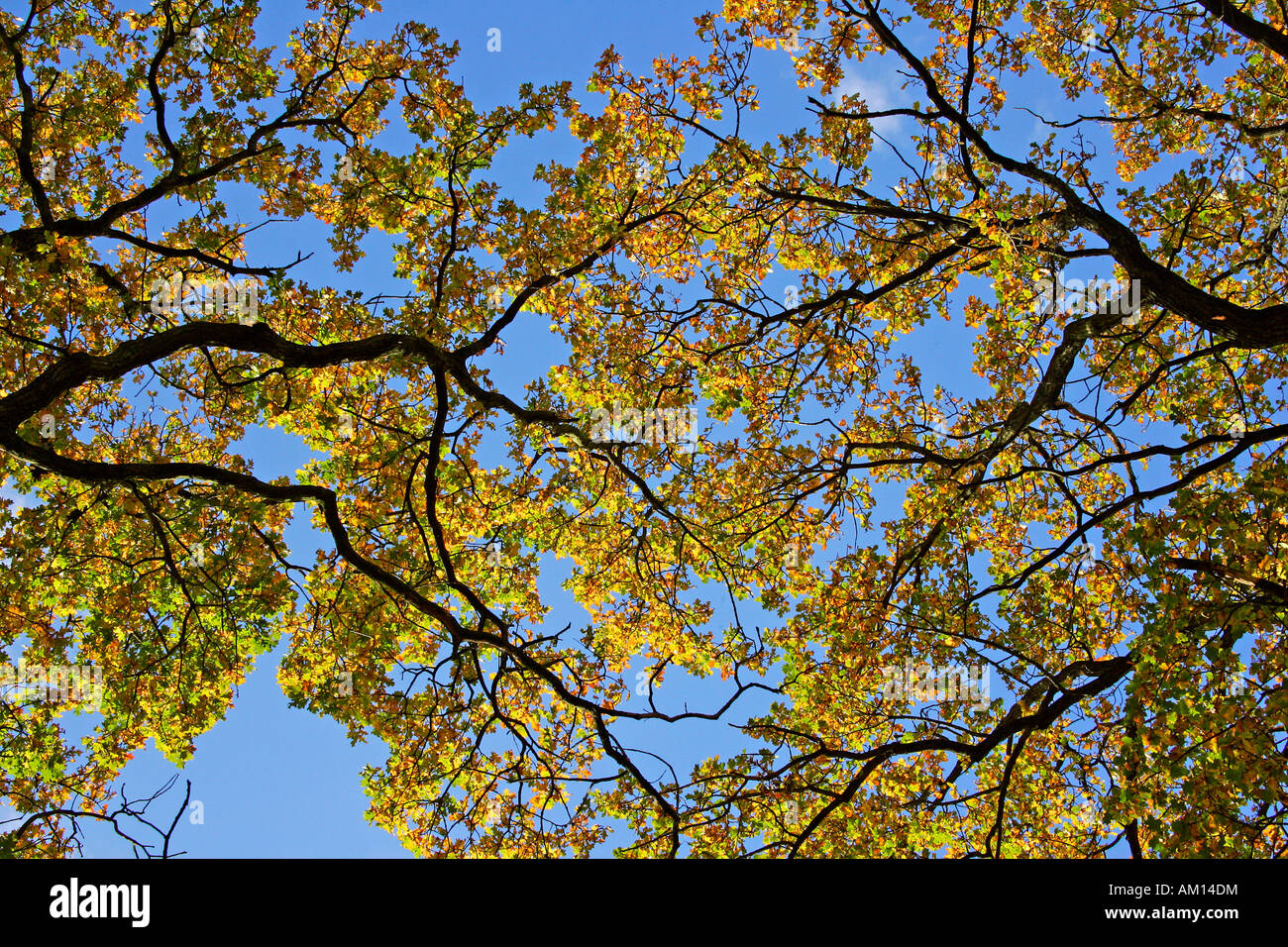 Old English oak - chêne pédonculé - feuilles à l'automne couleurs - feuillage coloré Banque D'Images