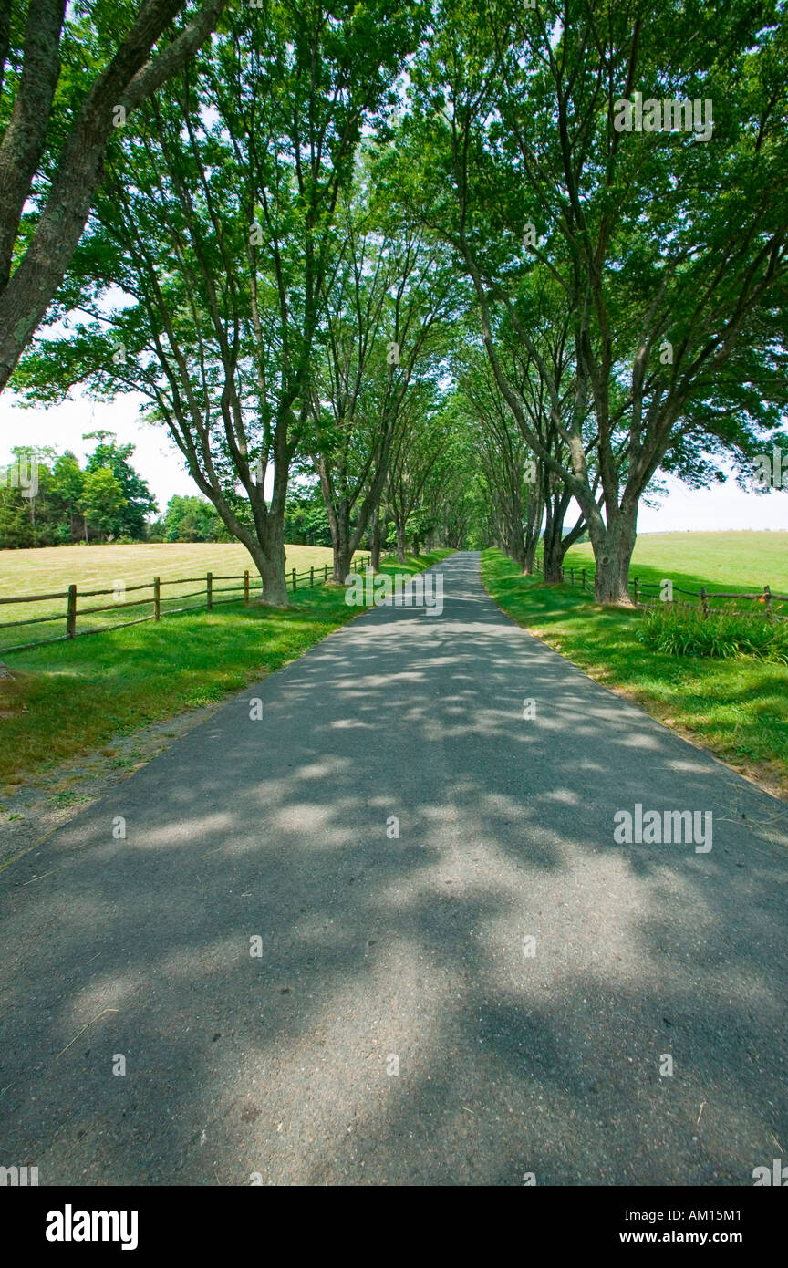 Allée bordée d'arbres à Ash Lawn Highland Accueil du Président James Monroe Comté d'Albemarle en Virginie Banque D'Images