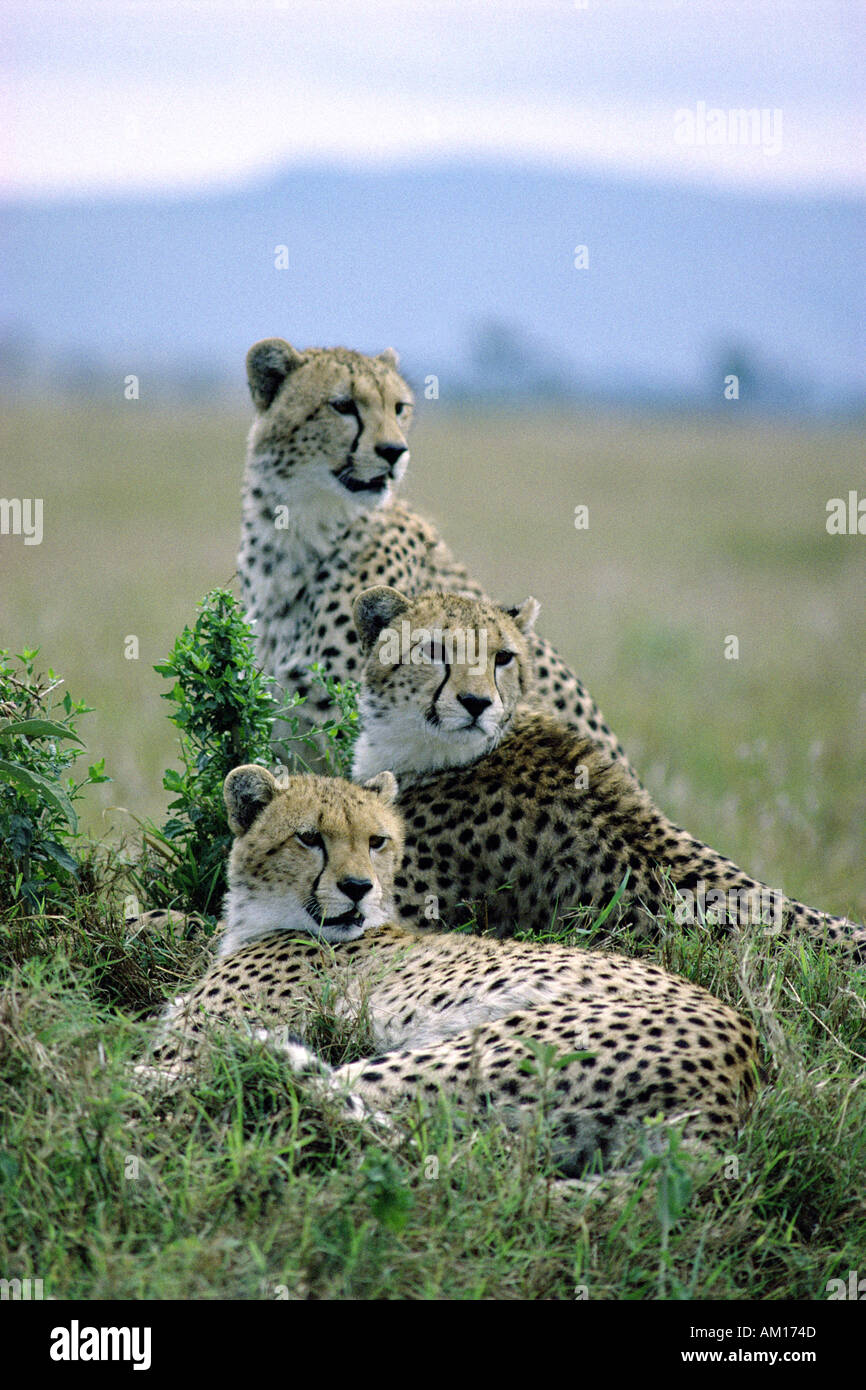 Trois guépards mâles adultes ou des frères et soeurs frères probablement Banque D'Images
