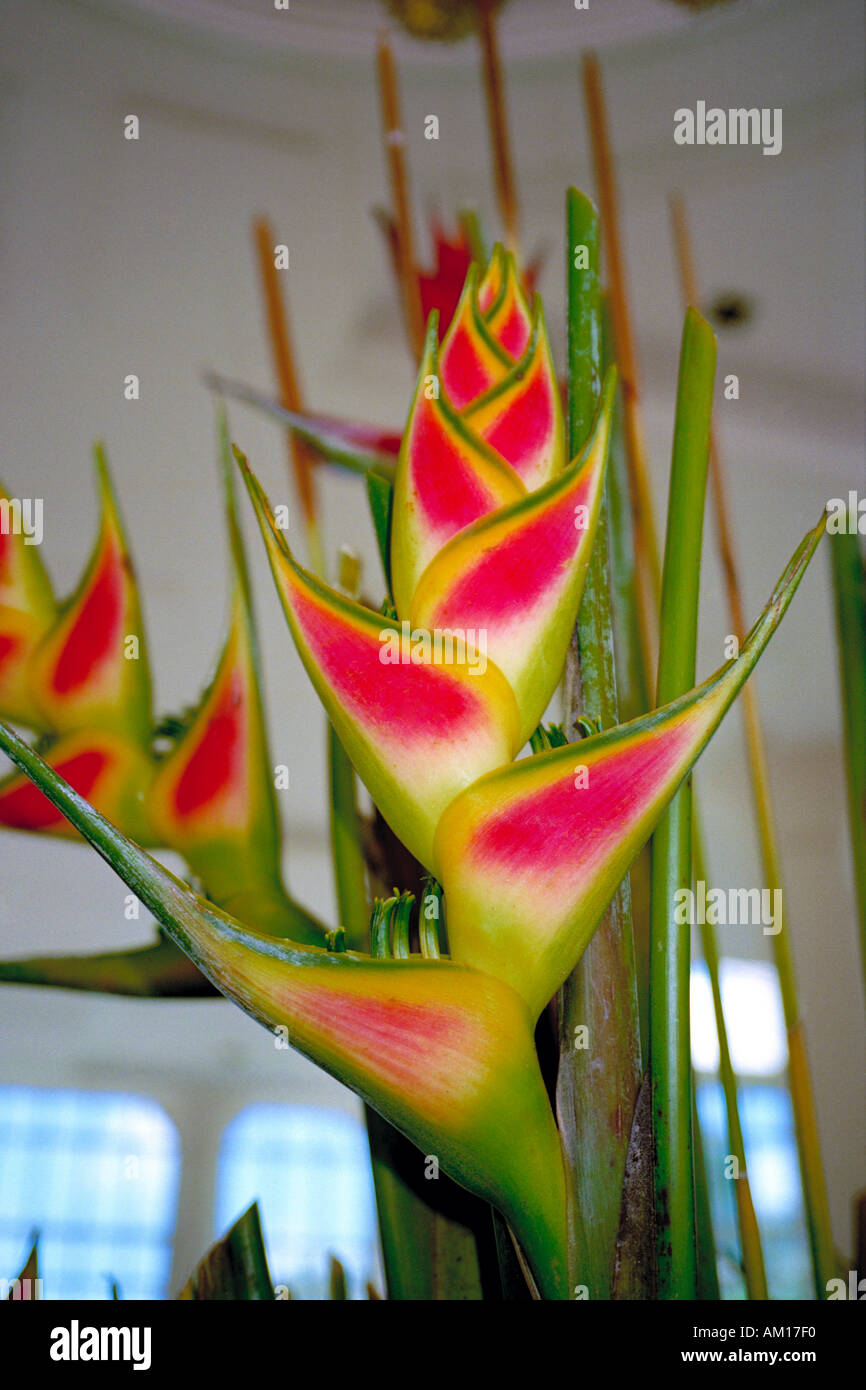 Un oiseau de paradis fleur dans un hôtel sur l'île de Koh Samui en Thaïlande Banque D'Images