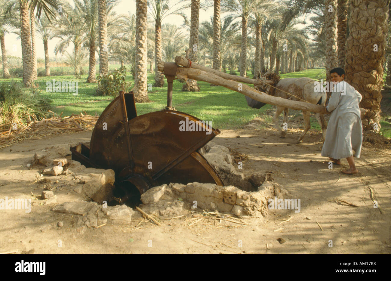 Egypte Afrique du nord du delta du Nil, à l'aide d'eau typique Sakia Garçon volant tiré par l'âne pour l'irrigation avec la date des palmiers Banque D'Images