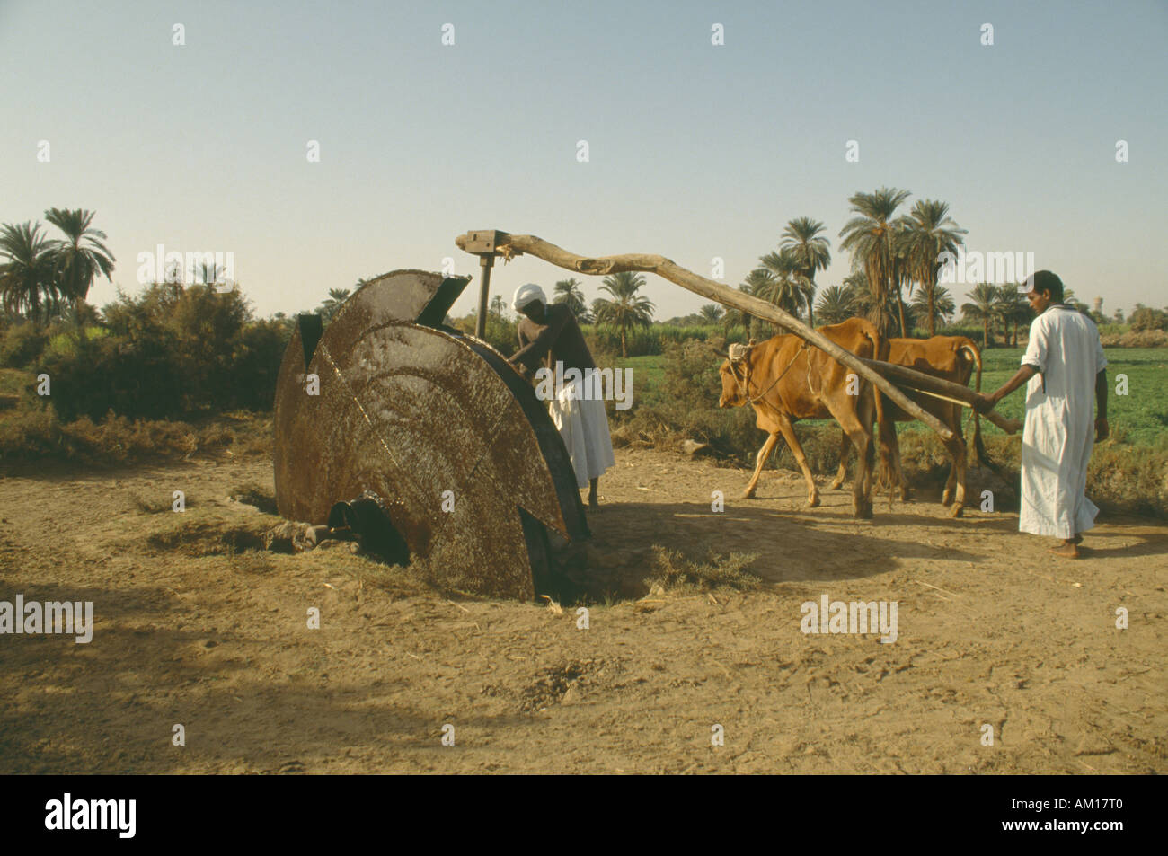 Egypte Afrique du nord du delta de la vallée du Nil, les hommes à l'aide d'eau typique Sakia volant tiré par le bétail pour l'irrigation avec la date des palmiers Banque D'Images