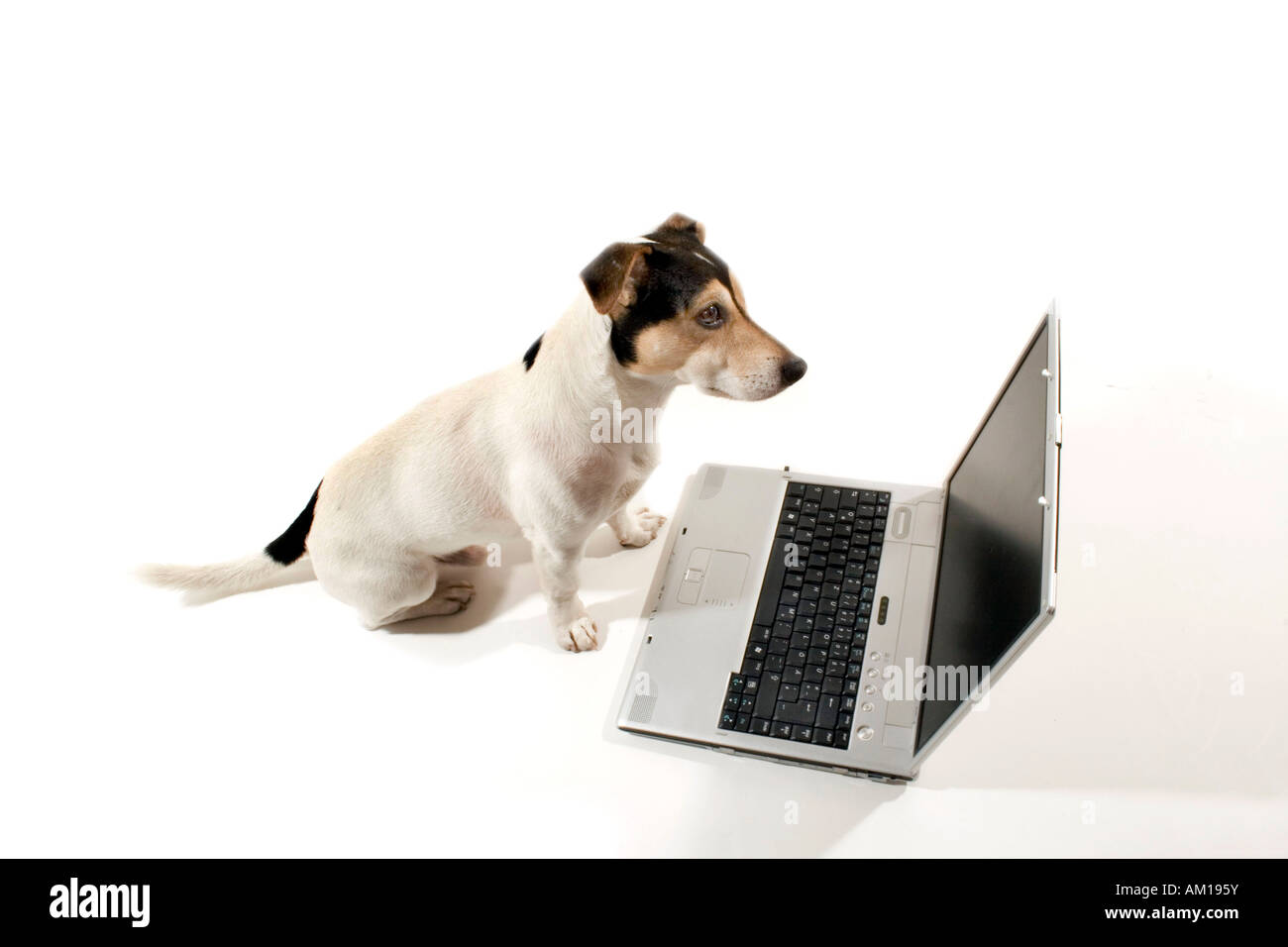 Jack Russell assis en face d'un ordinateur portable Banque D'Images