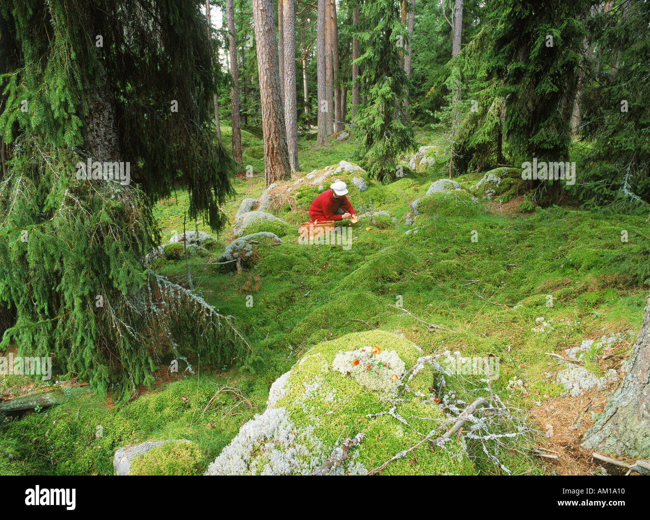 Femme cueillette de champignons en forêt en automne suédois Banque D'Images