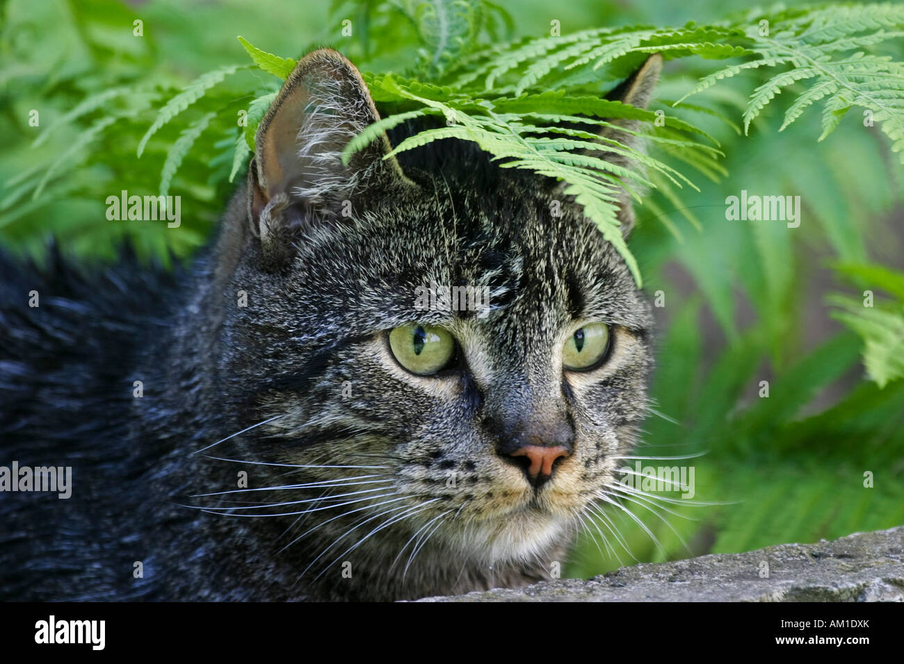 European shorthair cat cachée sous une fougère Banque D'Images