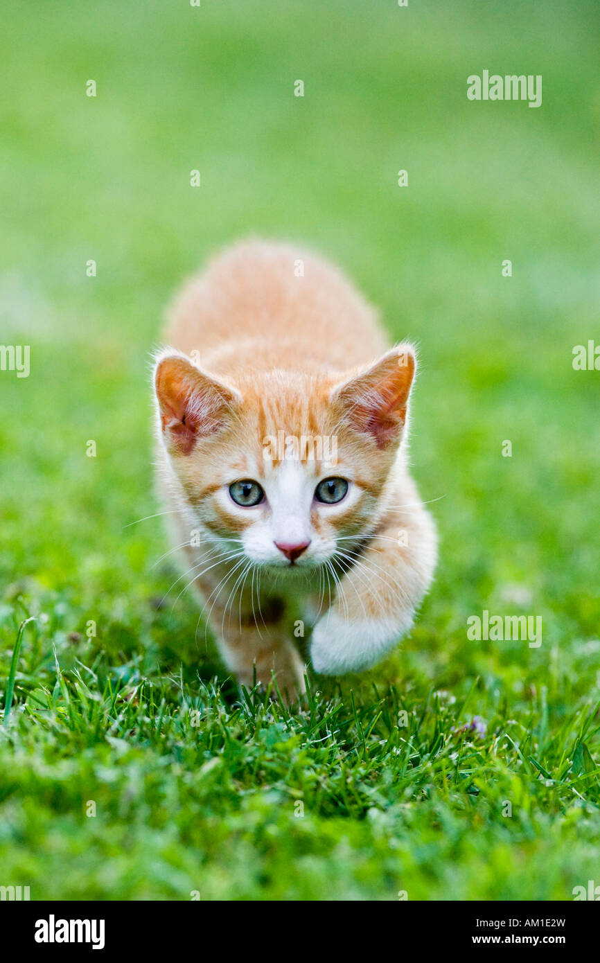 European shorthair chat dans une prairie Banque D'Images