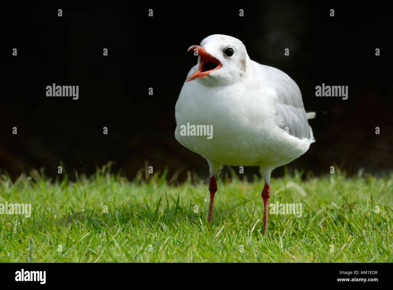 Un Sea Gull (Larus ridibundus) - L'Allemagne, de l'Europe. Banque D'Images