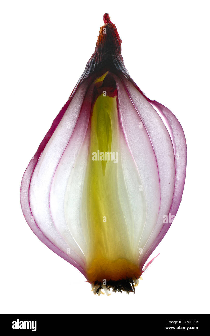 La section transversale d'un oignon rouge (Allium cepa) Banque D'Images