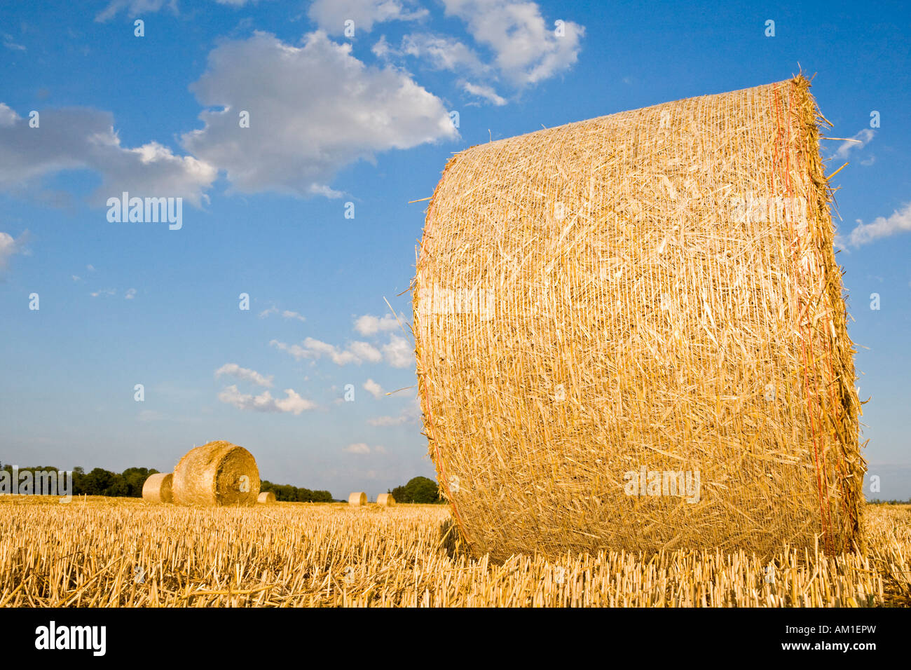 Botte de paille sur un champ de céréales, Bavière, Allemagne Banque D'Images