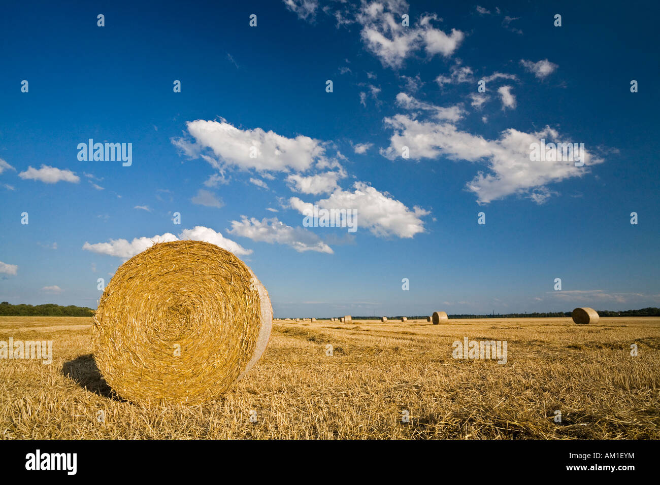 Botte de paille sur un champ de céréales, Bavière, Allemagne Banque D'Images