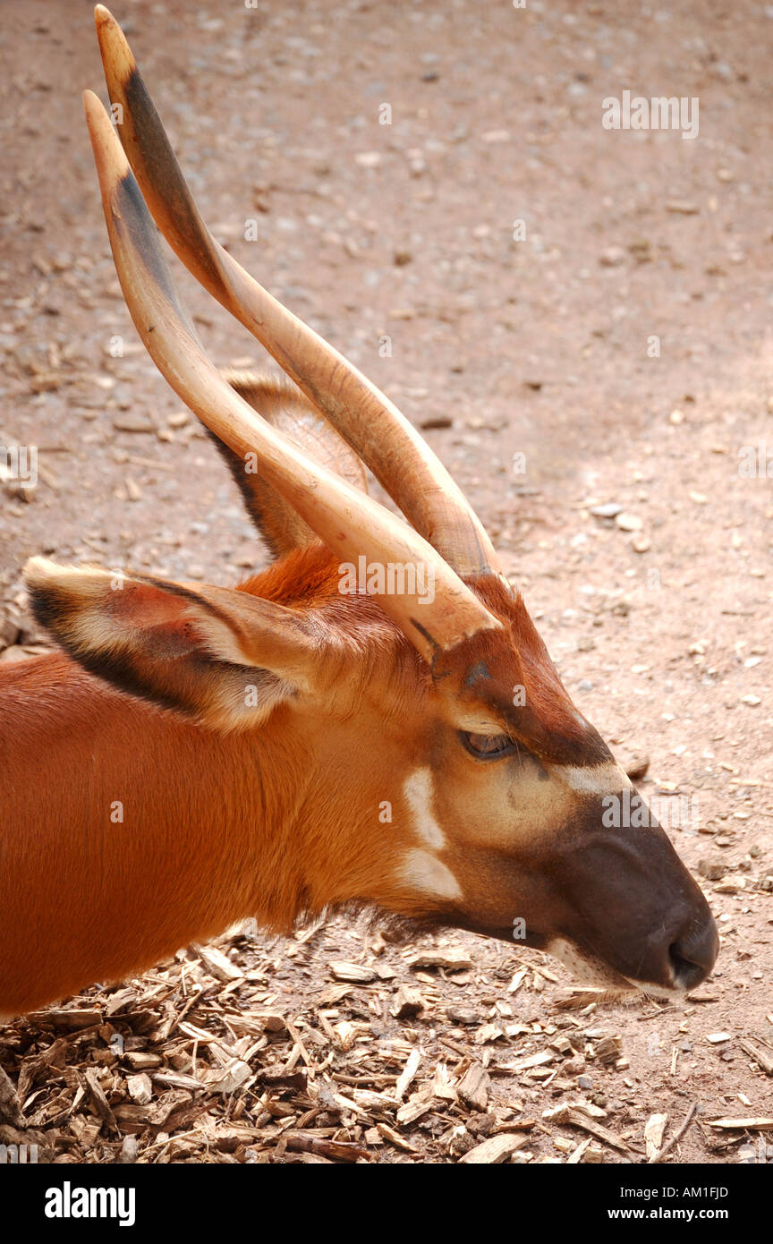 Tête et cornes de l'antilope des forêts ou Bongo Banque D'Images