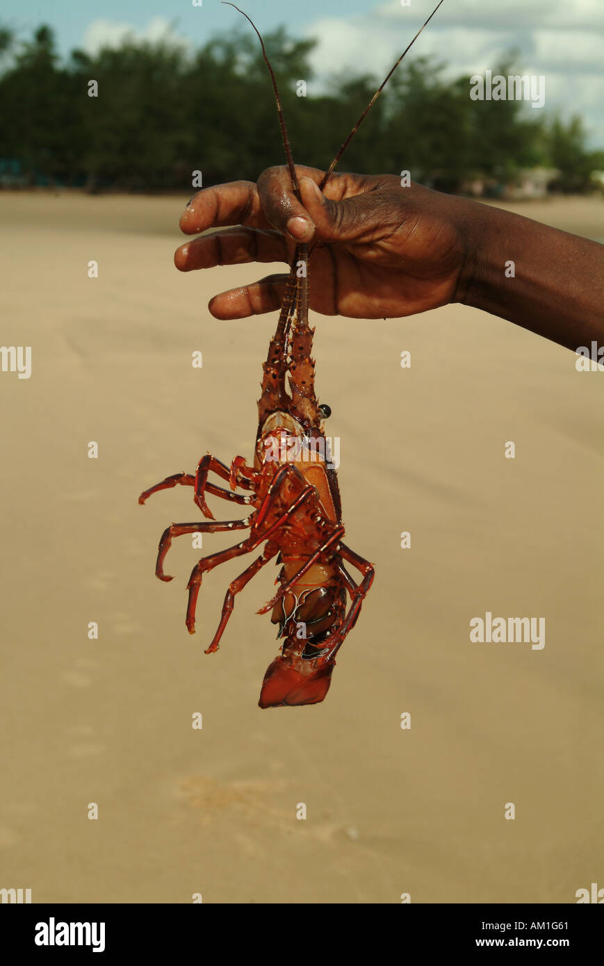 L'Afrique du sud de la province d'Inhambane au Mozambique Tofo Beach Holding Lobster Banque D'Images