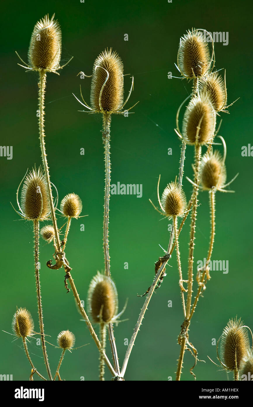 Couper des feuilles de cardère (Dipsacus sylvestris) Banque D'Images