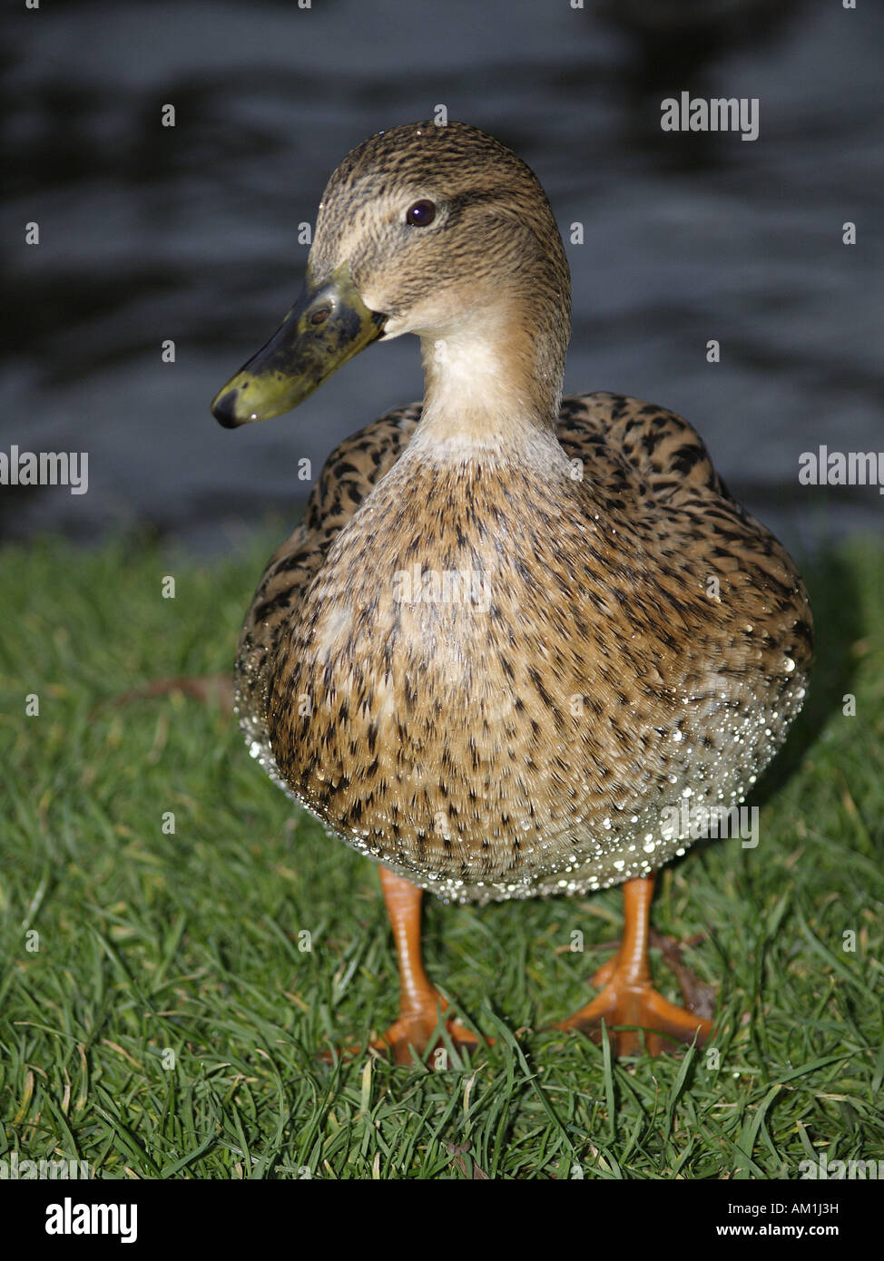 Femelle Canard colvert, Anas platyrhynchos, montrant les gouttelettes d'eau sur la plume Banque D'Images