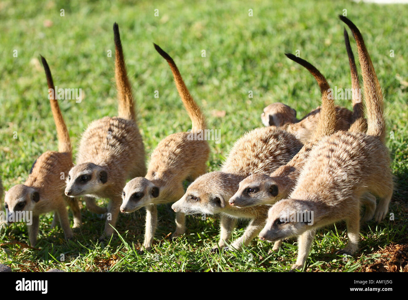 Les suricates (Suricata suricatta) Banque D'Images