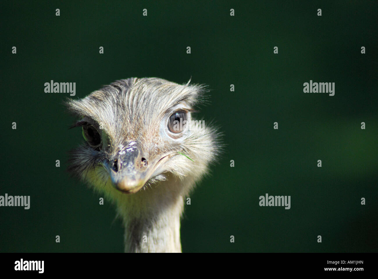 American Nandou (Rhea americana) Banque D'Images