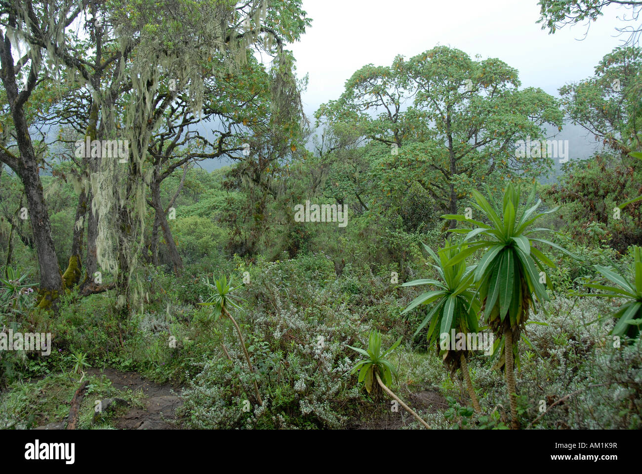 Jungle vierge forêt de montagne le Parc National du Mont Kenya Kenya Banque D'Images