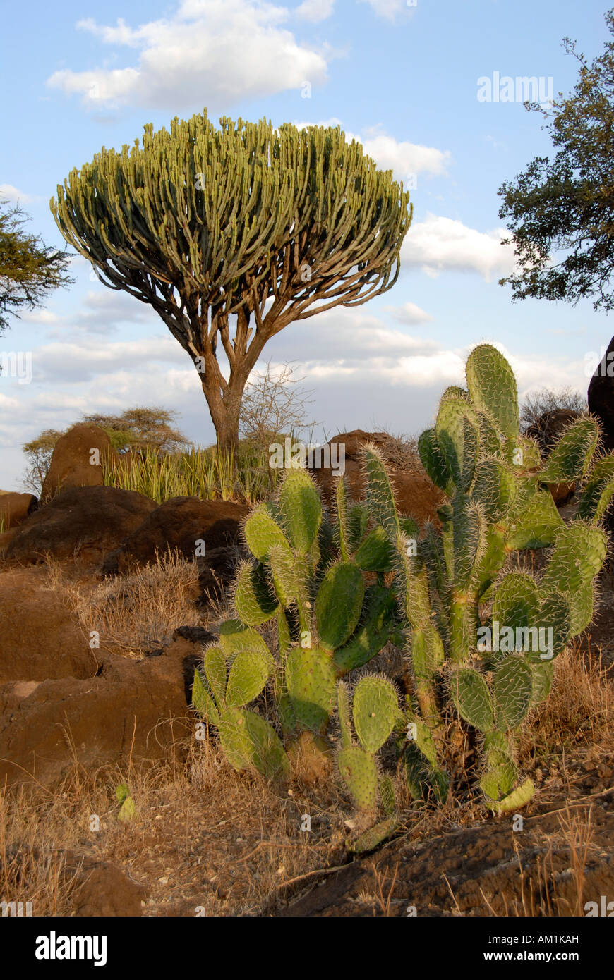 Euphorbia succulentes et cactus dans la savane du Parc National d'Amboseli au Kenya Banque D'Images