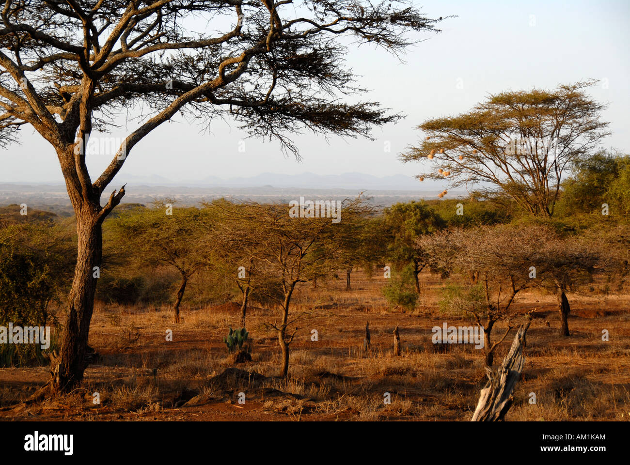 Acacia dans la savane du Parc National d'Amboseli au Kenya Banque D'Images