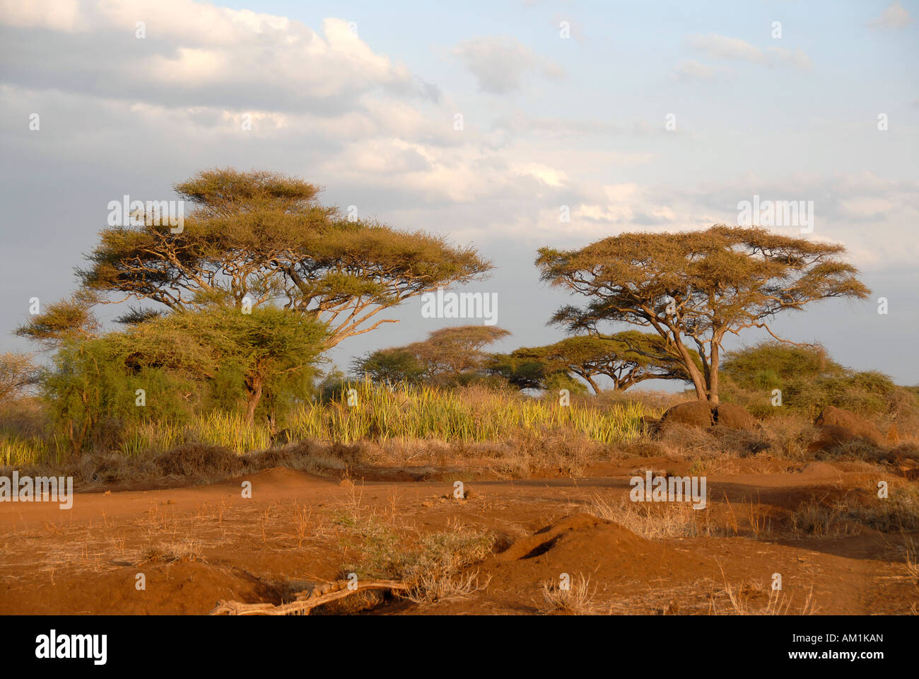Acacia dans la savane du Parc National d'Amboseli au Kenya Banque D'Images