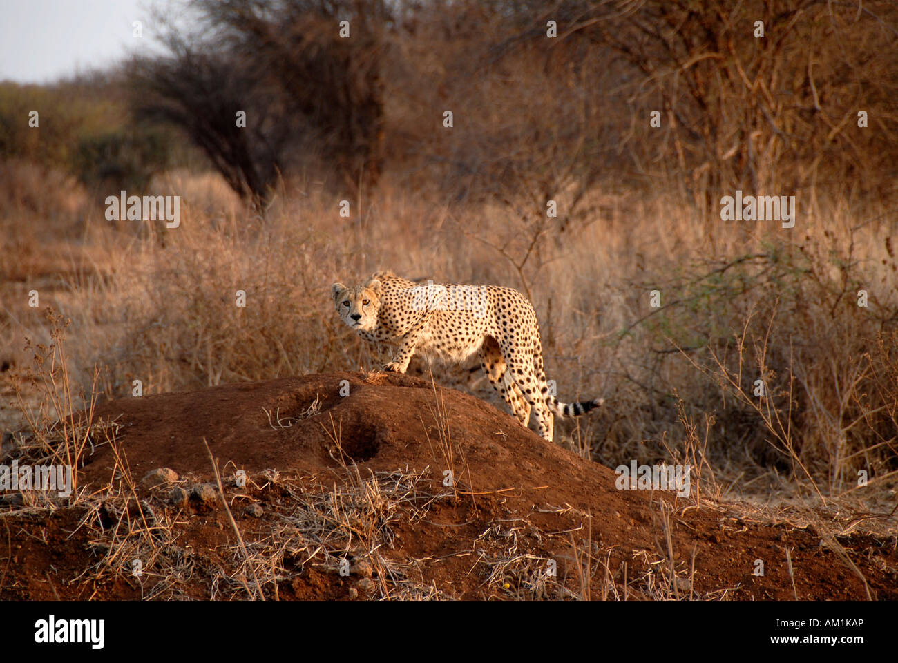 Cheetah dans la savane du Parc National d'Amboseli au Kenya Banque D'Images