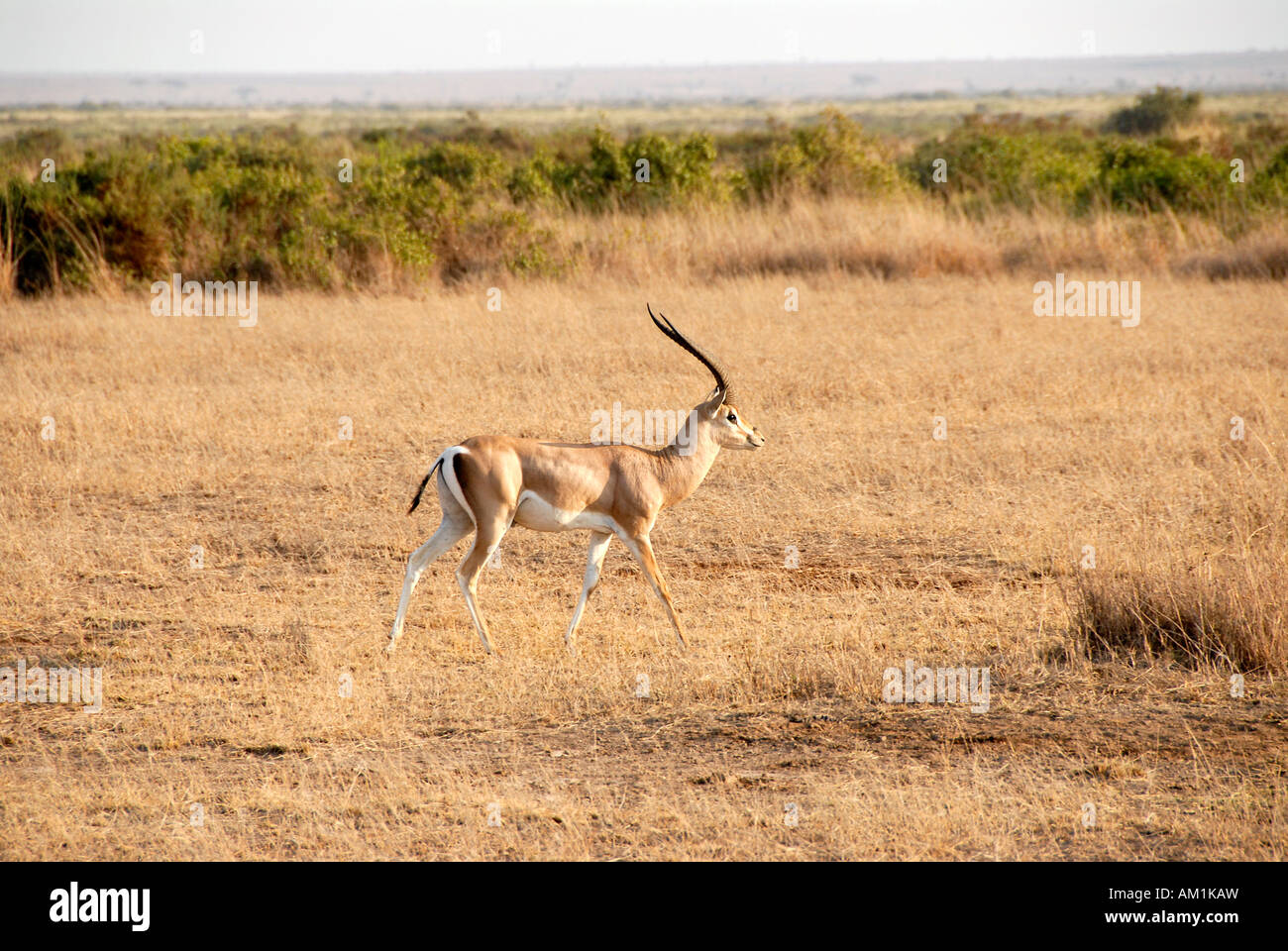 Paysage herbeux antilopes dans la savane du Parc National d'Amboseli au Kenya Banque D'Images