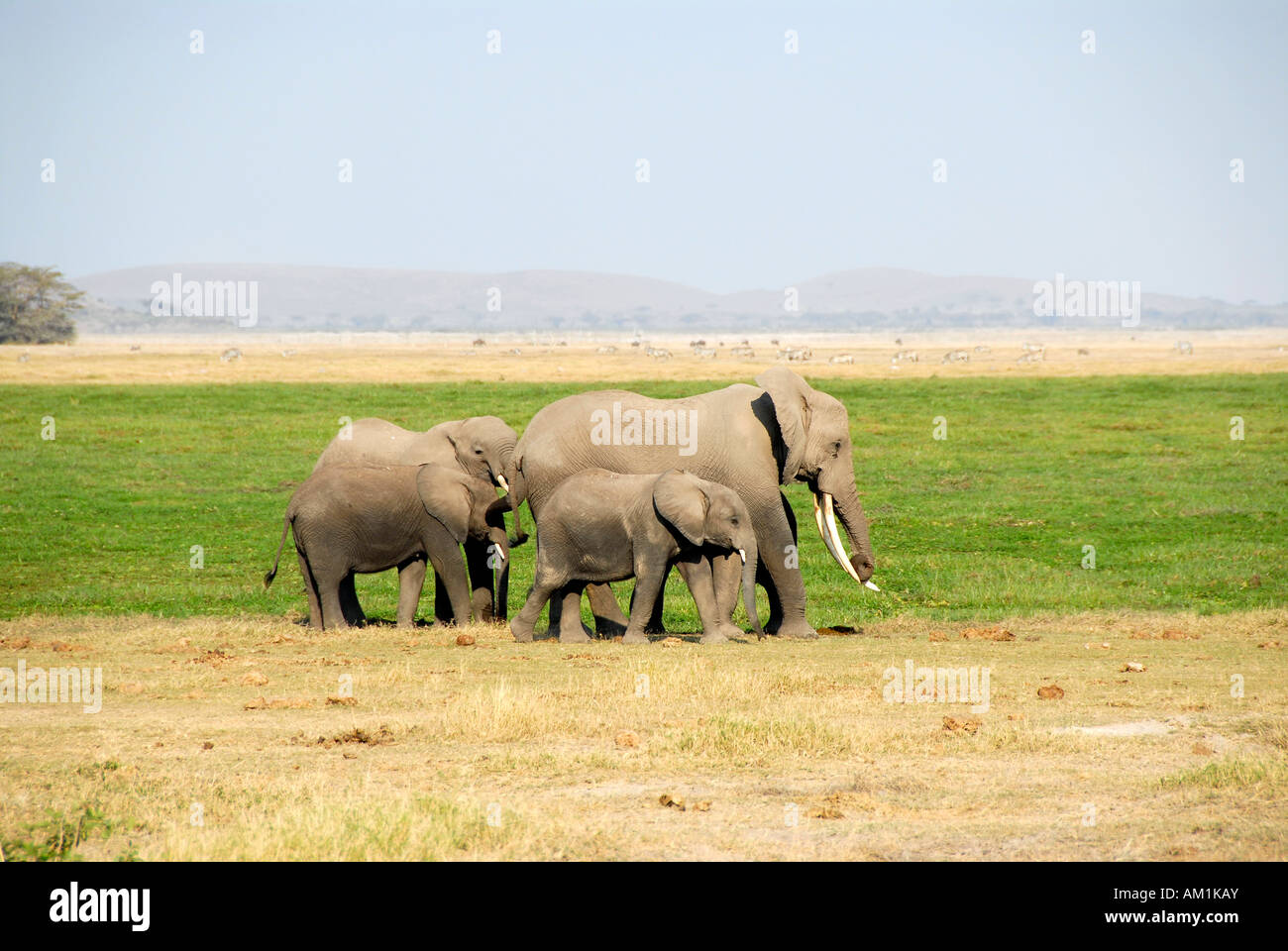 Petits et gros éléphants du Parc National d'Amboseli au Kenya Banque D'Images